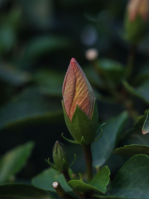 Free Detailed macro shot of a Hibiscus rosa-sinensis bud amidst green leaves. Stock Photo