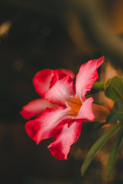 Free A close-up shot of a vibrant pink desert rose in full bloom with blurred background. Stock Photo