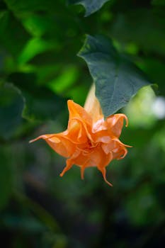 Boru Çiçeği (Datura Bitkisi) Nedir? Nasıl Kullanılır? Faydaları ve Yan Etkileri Nelerdir?