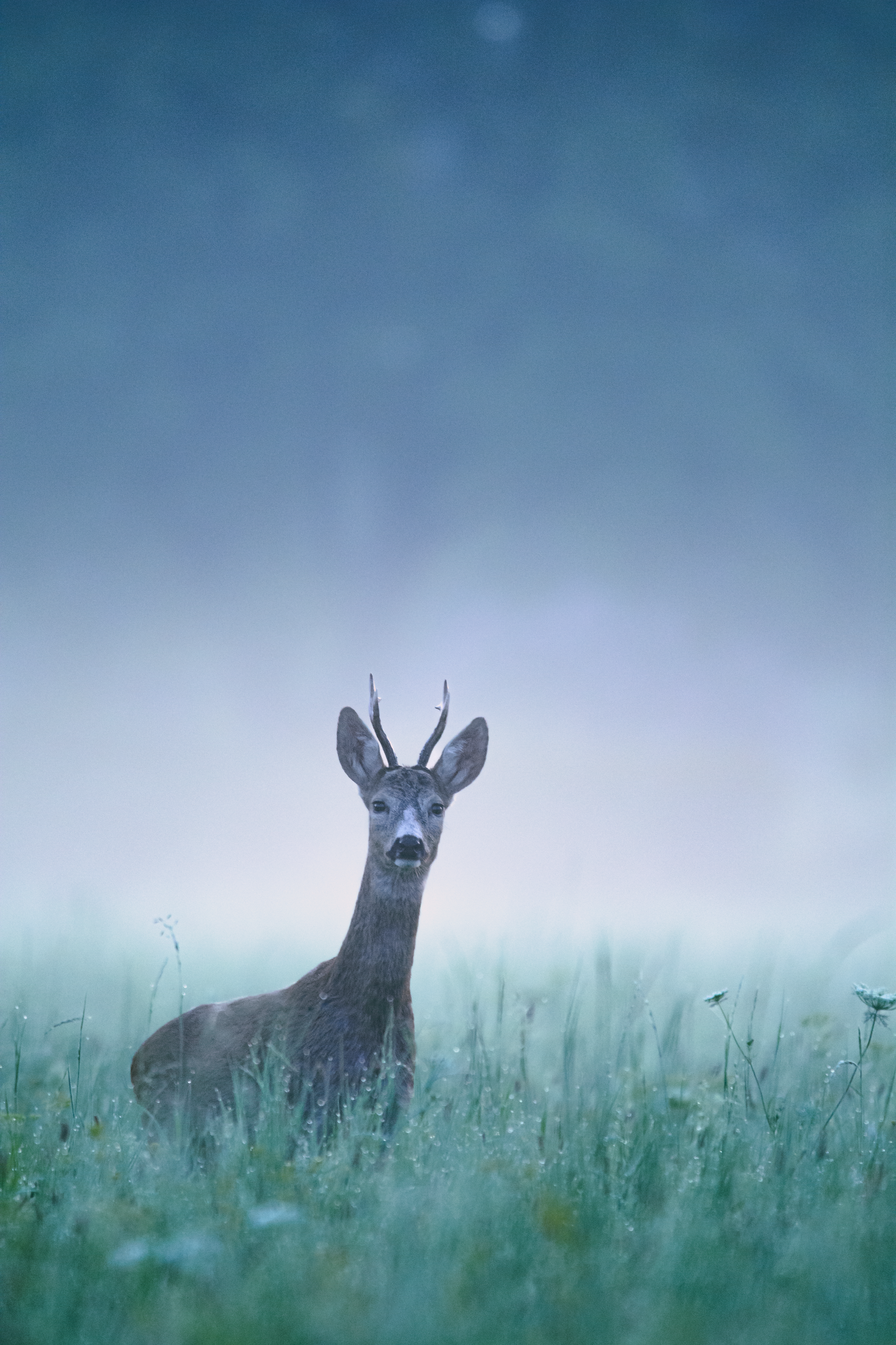 A curious young roe deer stands alert in a misty meadow at dawn, surrounded by lush greenery.