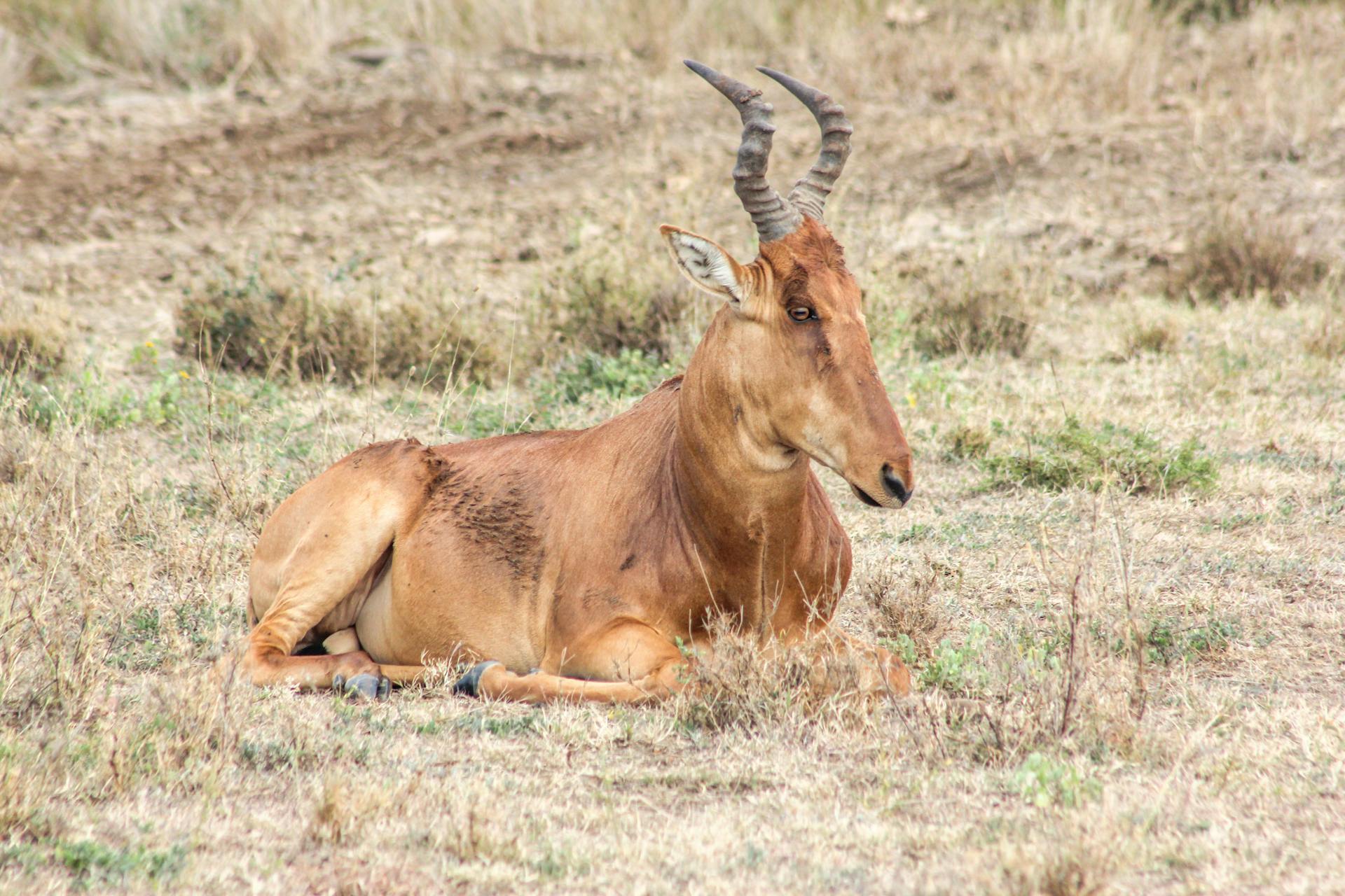 Topi (Damaliscus lunatus) in the Savannah of Northern Kenya