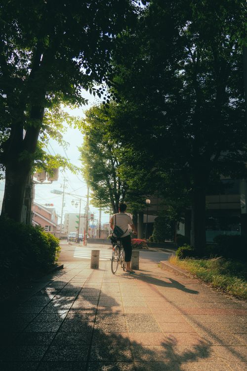 Free A person cycling on a sunlit urban pathway surrounded by leafy trees, creating a serene atmosphere. Stock Photo