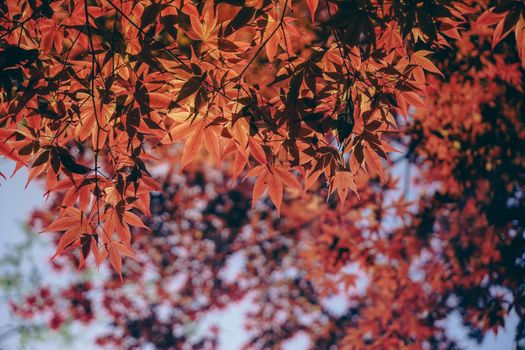Close-up of vibrant red maple leaves in full autumn color against a blurred background.