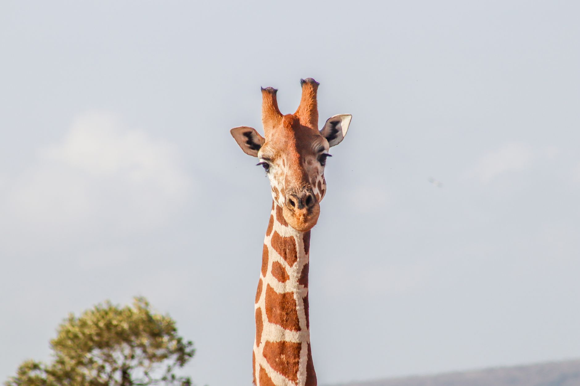 amboseli national park kenya giraffe wildlife sunset plains africa safari big five