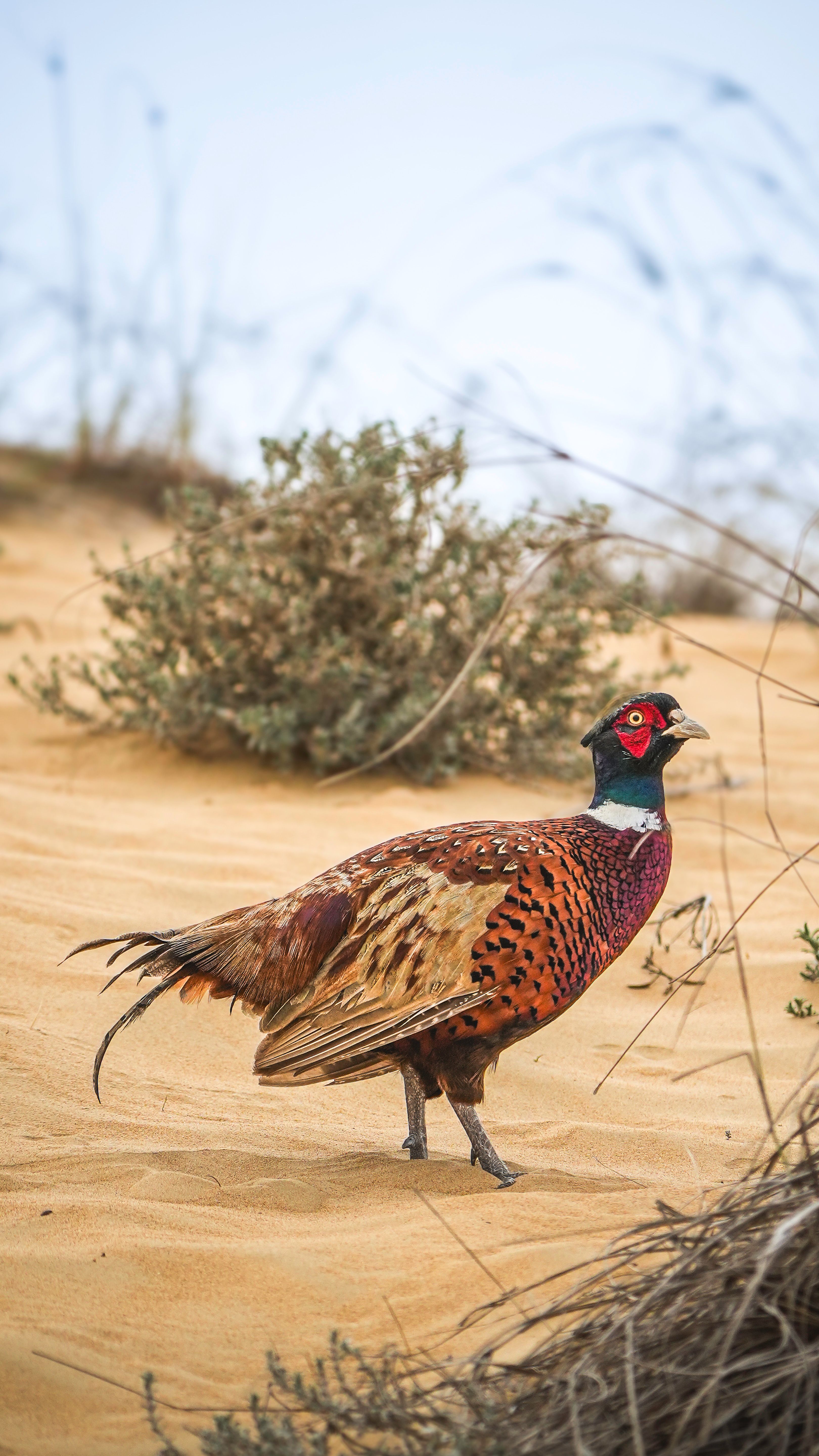 Pheasant