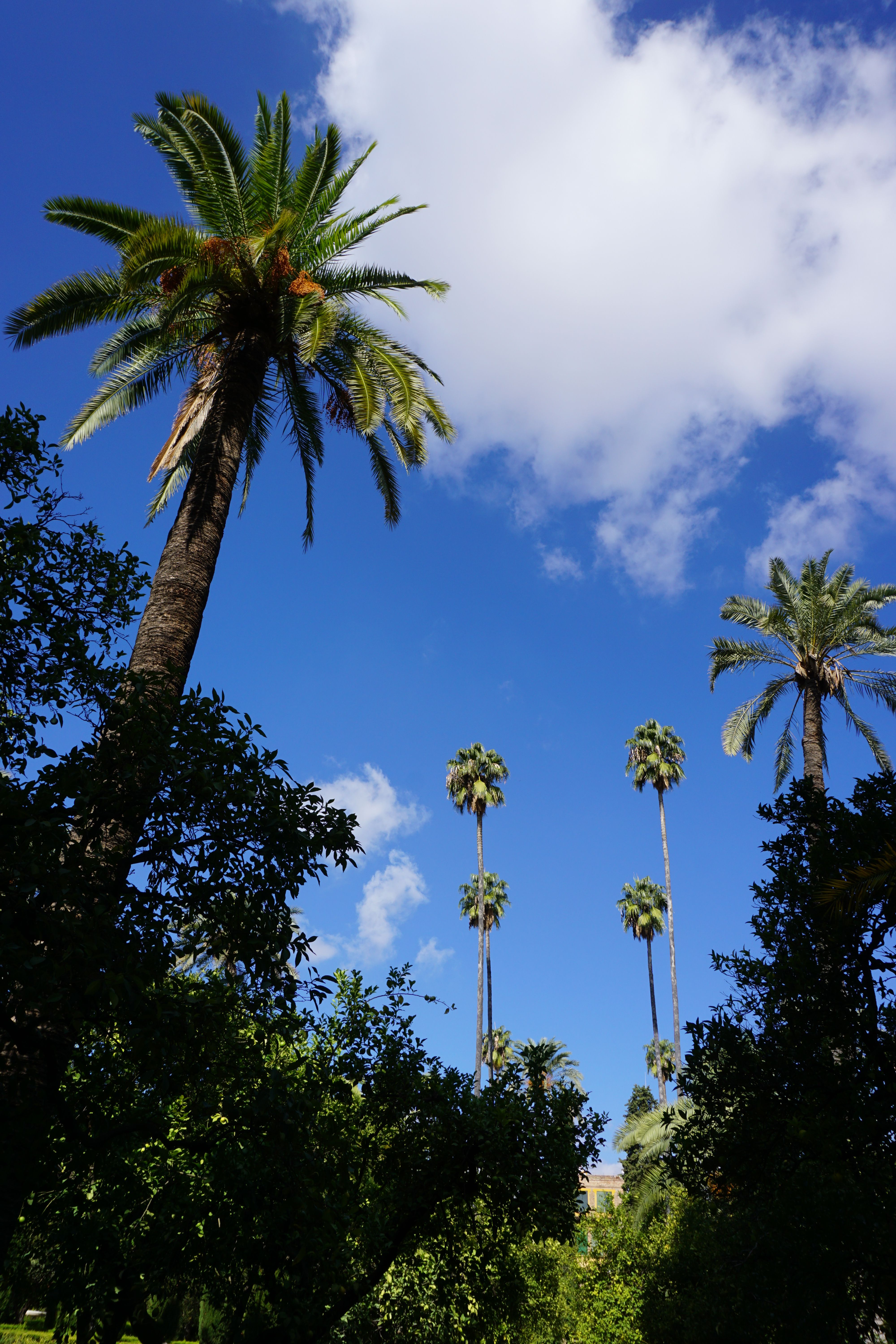 Tall Palm Trees Under a Clear Blue Sky · Free Stock Photo