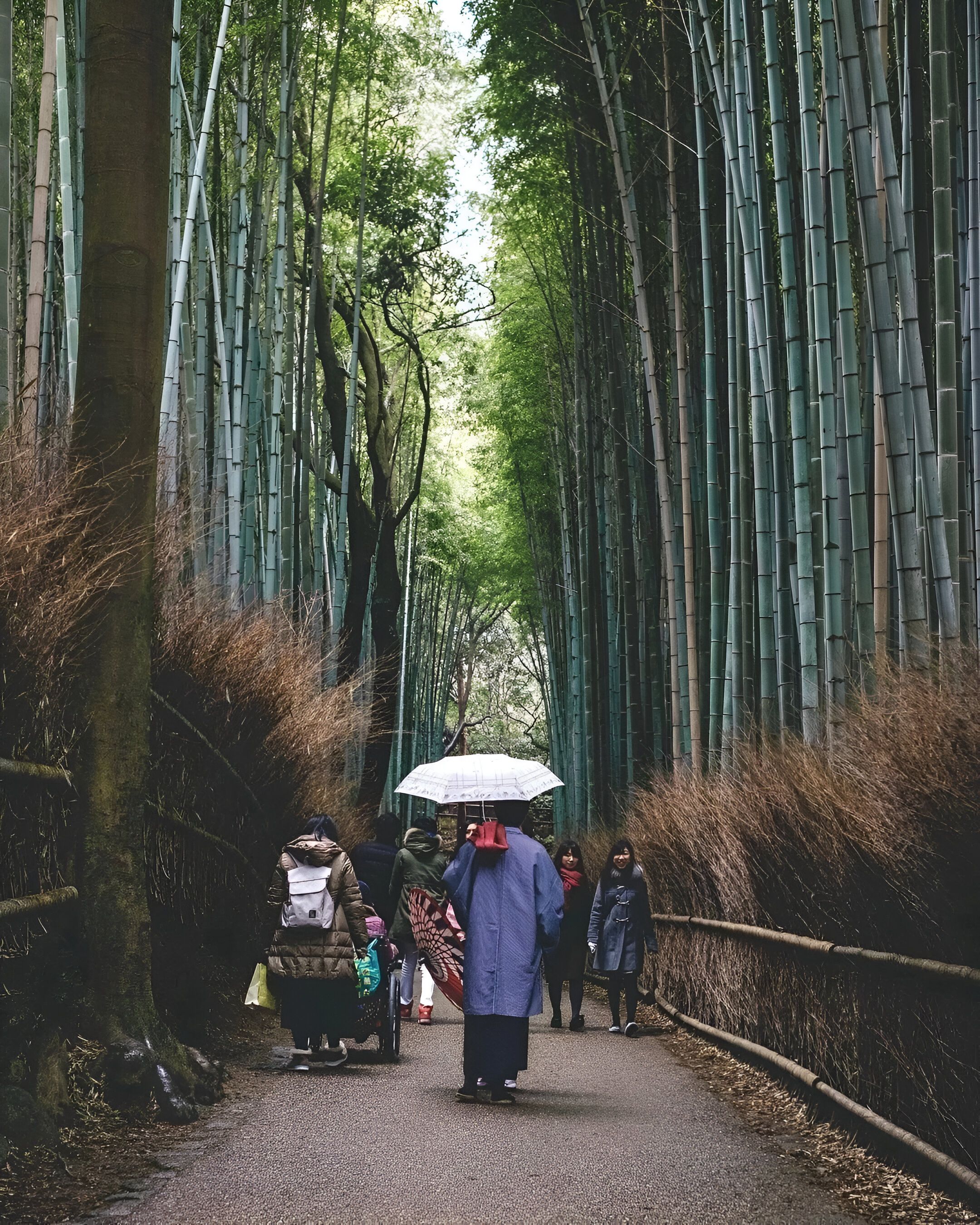 Tourists Walking in Arashiyama Bamboo Grove, Japan · Free Stock Photo