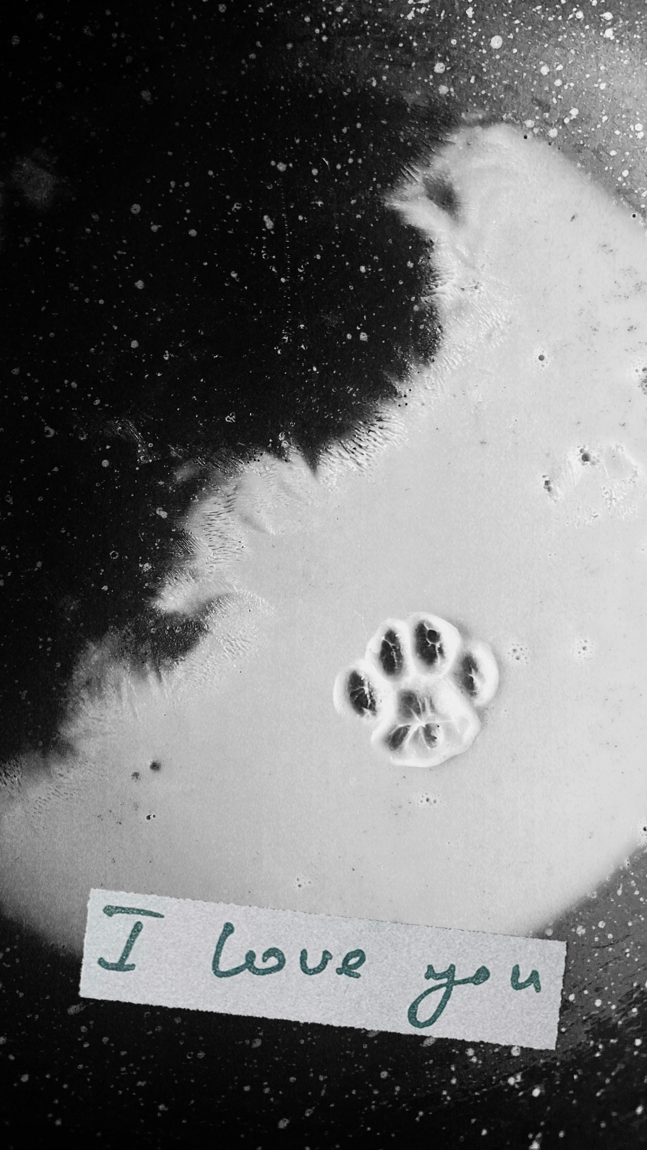 Monochrome image of a paw print in milk with a handwritten 'I love you' note.