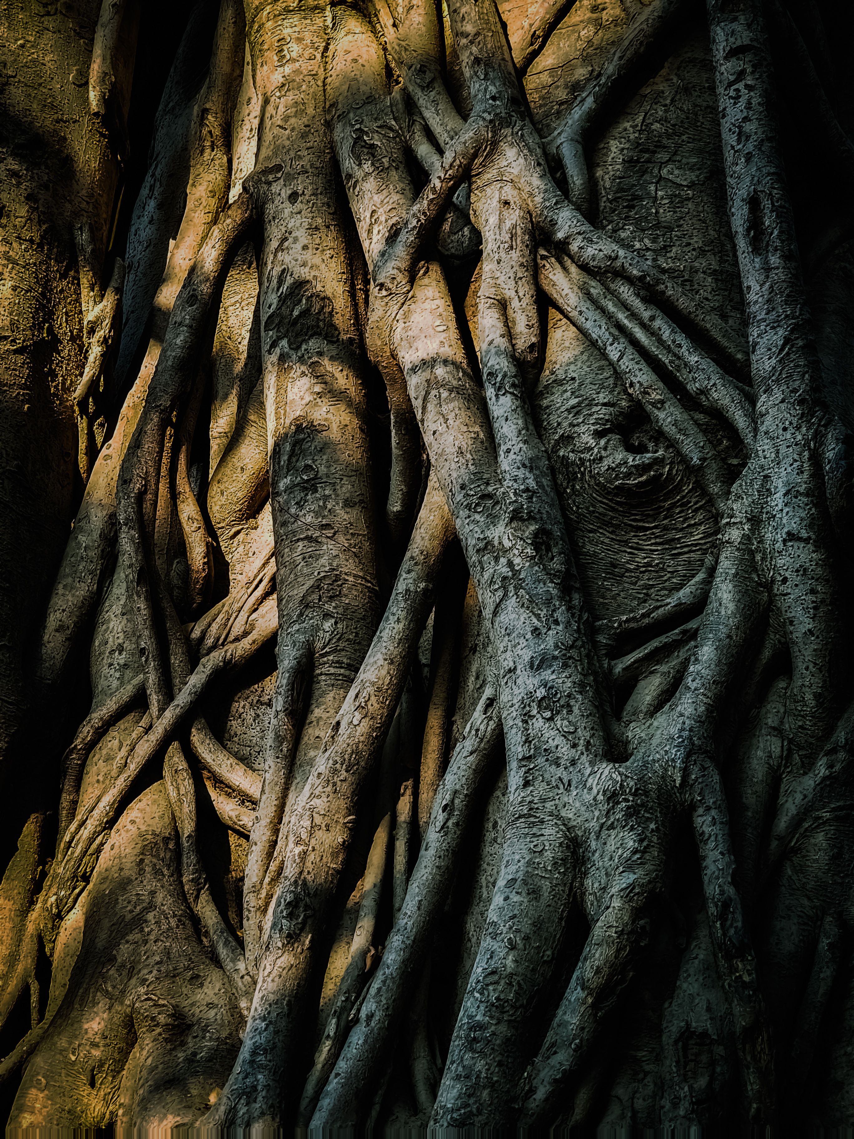 Close-up of Intricate Tree Roots in Forest · Free Stock Photo