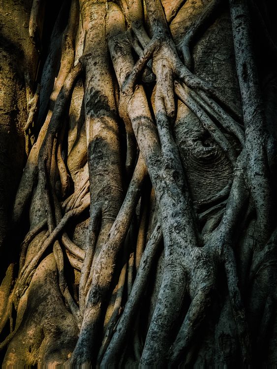 Close-up of Intricate Tree Roots in Forest Β· Free Stock Photo
