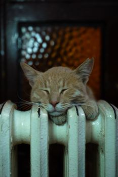 A cute tabby cat peacefully sleeps on a warm vintage radiator indoors, epitomizing comfort and warmth.