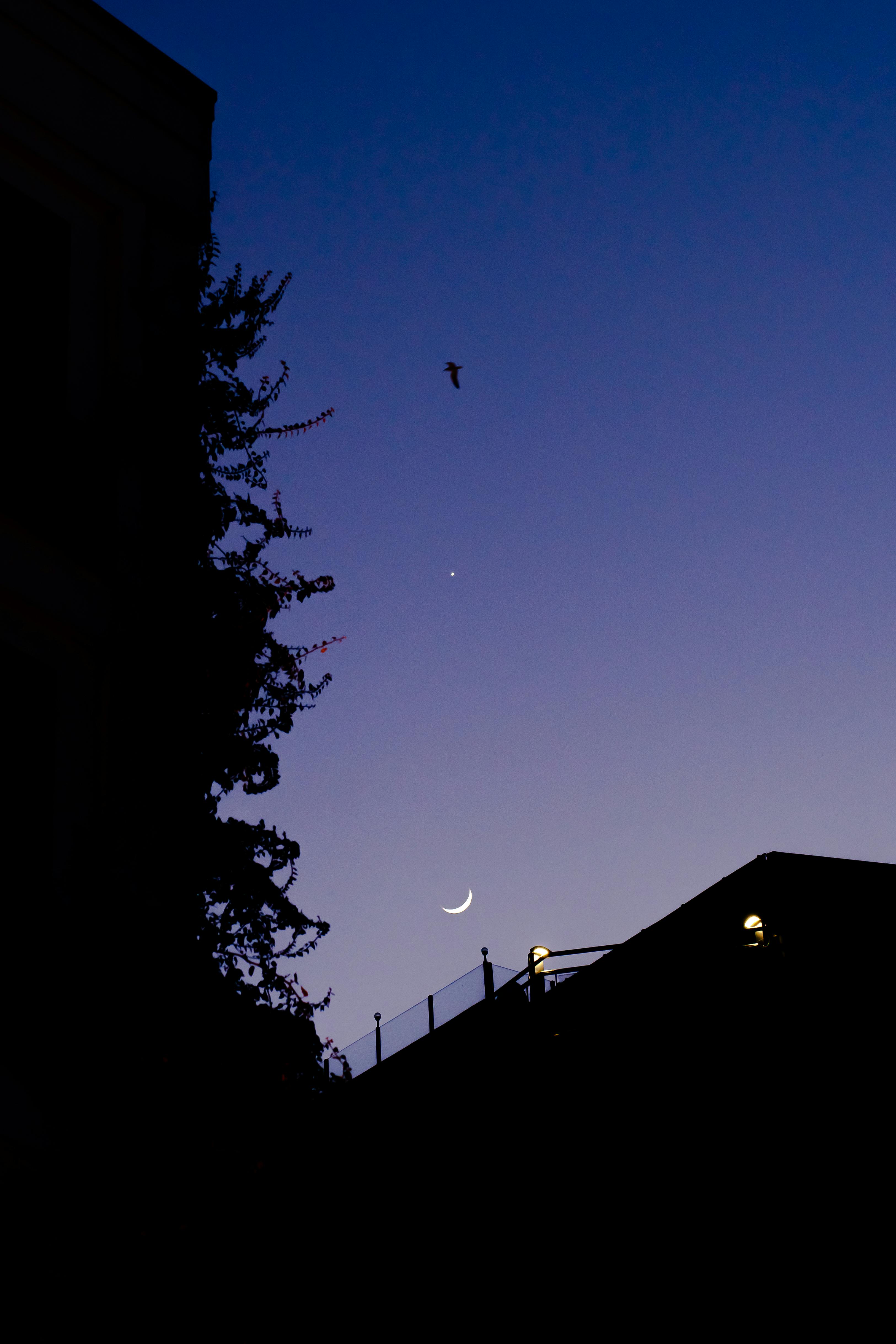 Silhouette of a bird and crescent moon against the evening sky, creating a serene twilight scene.