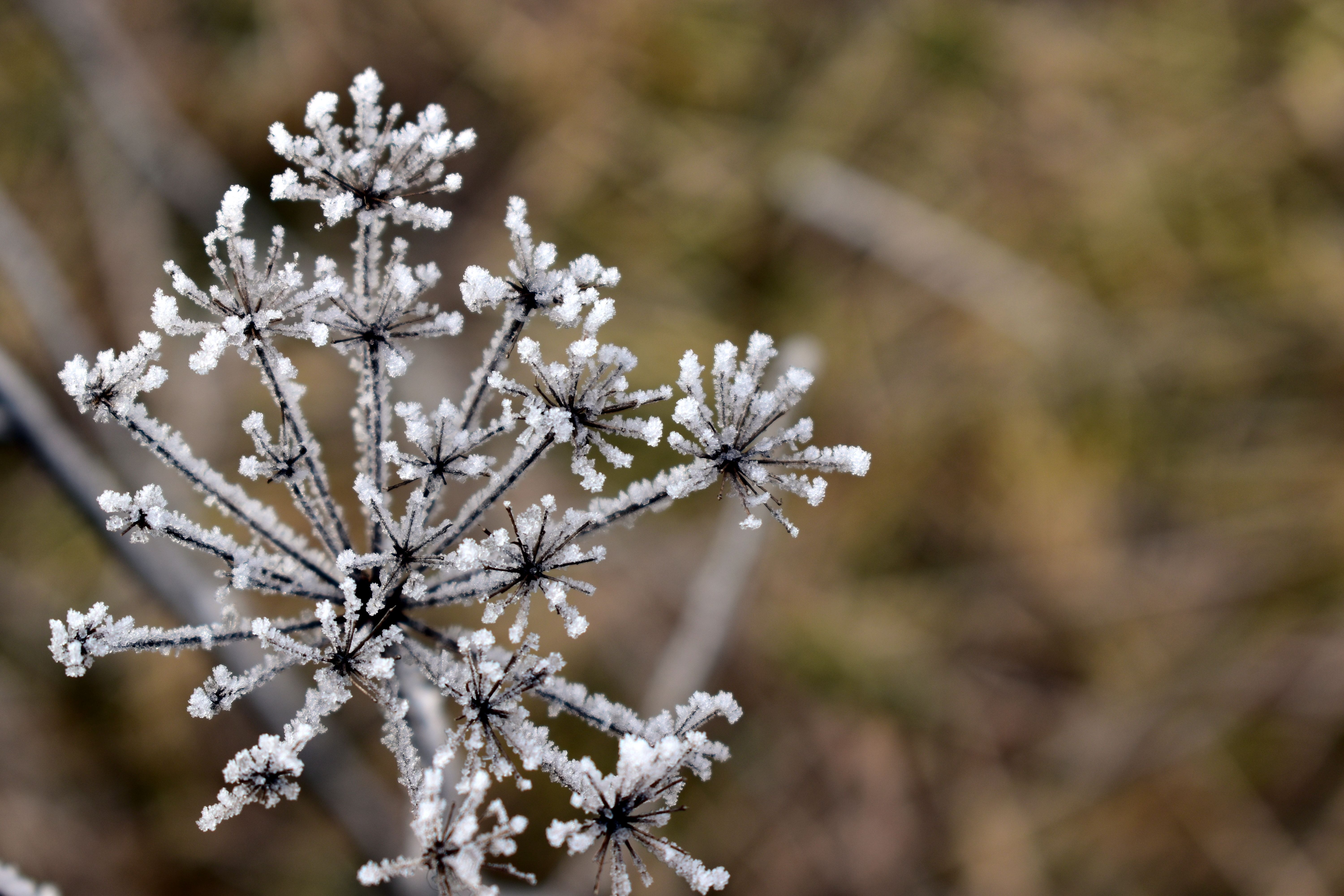 Close-up of a frost-covered plant showcasing winter beauty.