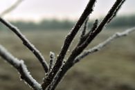 Macro shot of frost-covered branches showcasing nature's winter beauty in a serene setting.