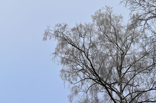 Free A serene view of tree branches covered in frost on a clear winter day. Stock Photo