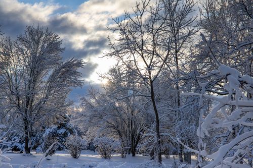 Free Serene winter landscape with snow-covered trees in Southborough, captured in soft morning light. Stock Photo