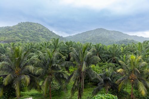 Free Idyllic tropical landscape featuring vibrant palm trees and scenic hills under a clouded sky. Stock Photo