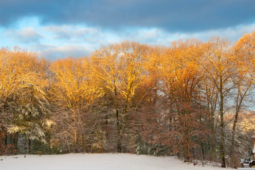 Snow-covered landscape with golden-hued trees at sunset in winter.