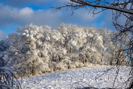A serene winter scene of snow-covered trees in Southborough, Massachusetts.