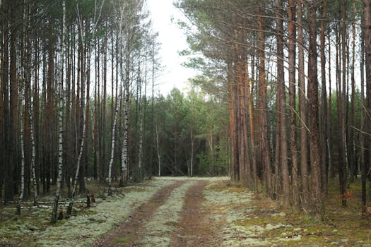 Captivating view of a forest path lined with birch and pine trees.