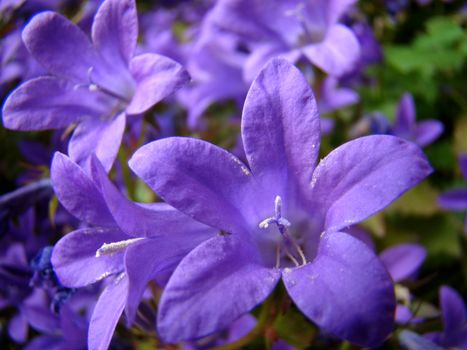 balloon flower bellflower violet