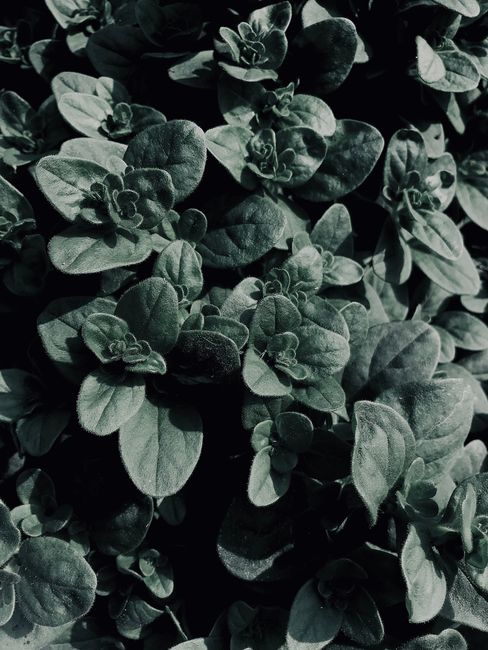 A small wooden bowl of crumbled dried Mexican oregano leaves next to a whole dried sprig on a dark countertop.