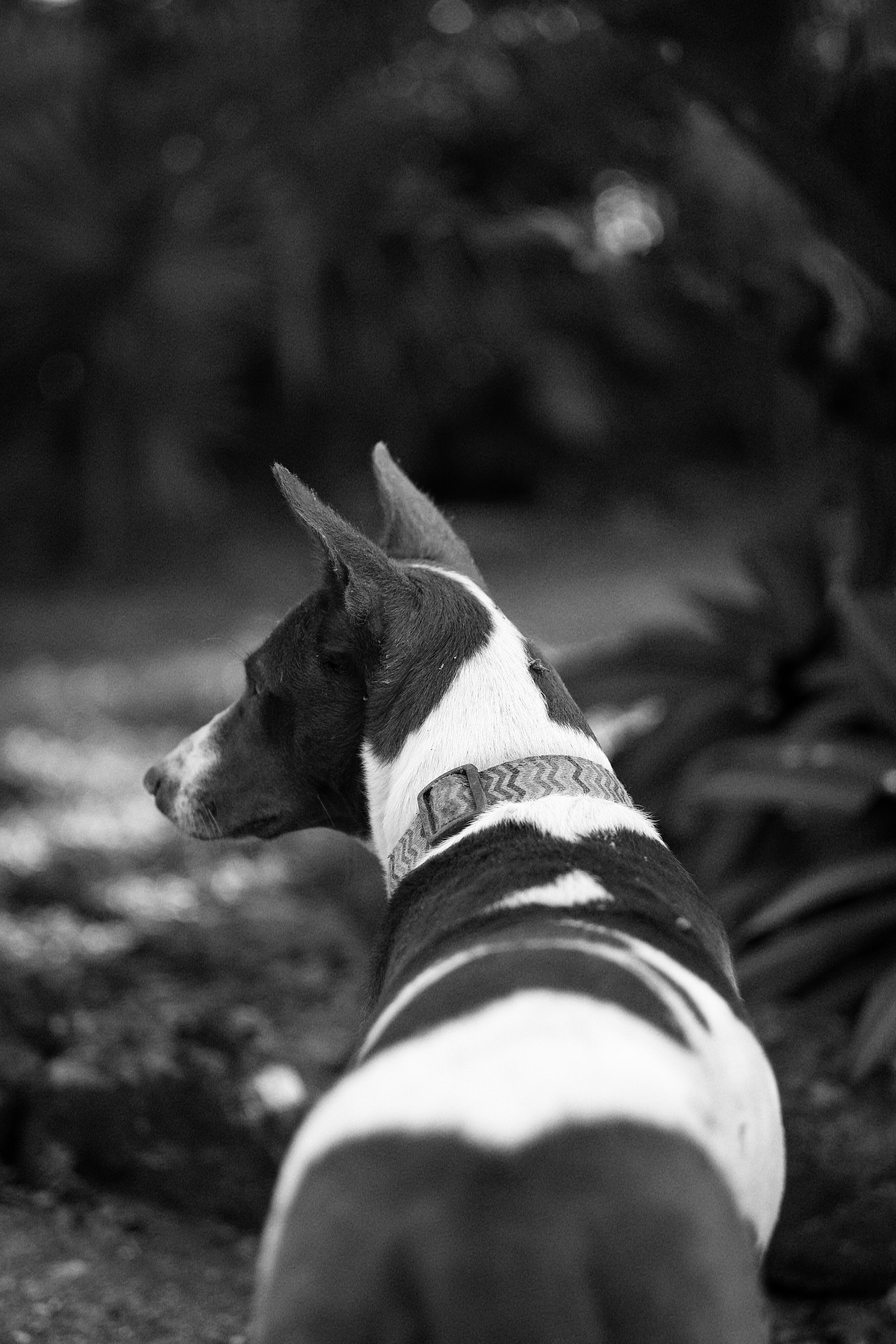 Black and White Portrait of Dog Outdoors · Free Stock Photo