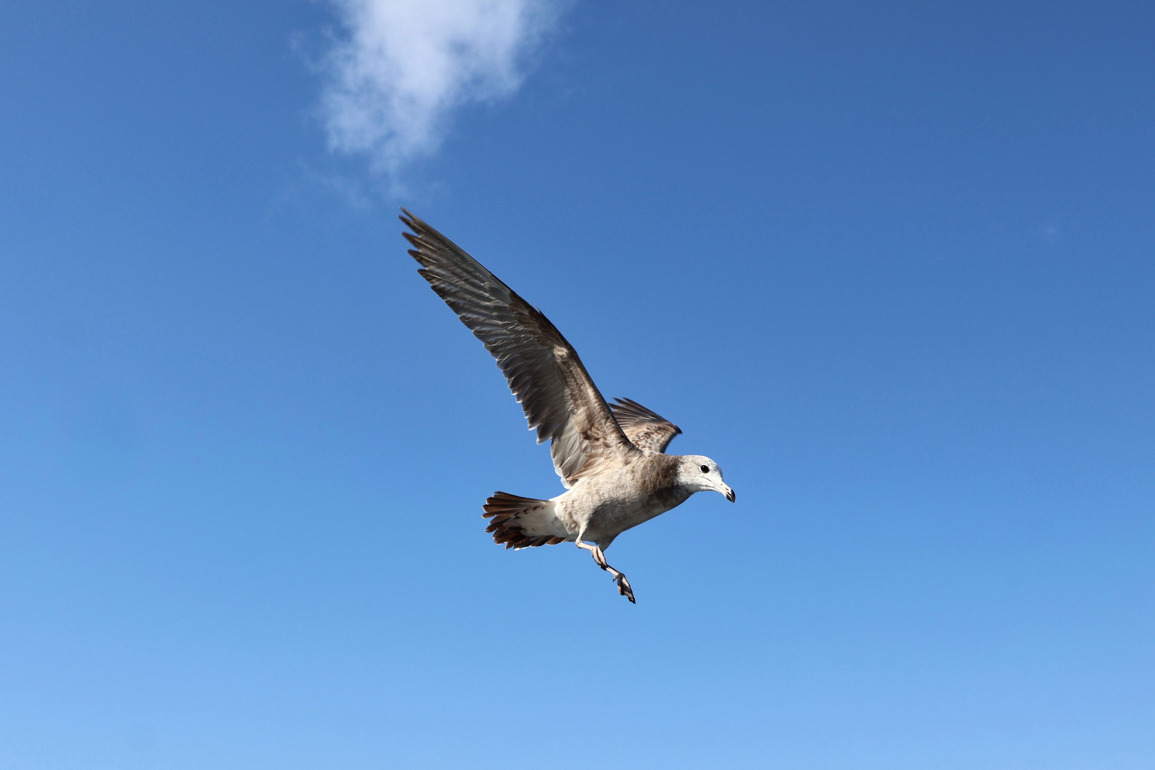 A seagull soars gracefully against a bright blue sky in Ine, Kyoto, Japan.