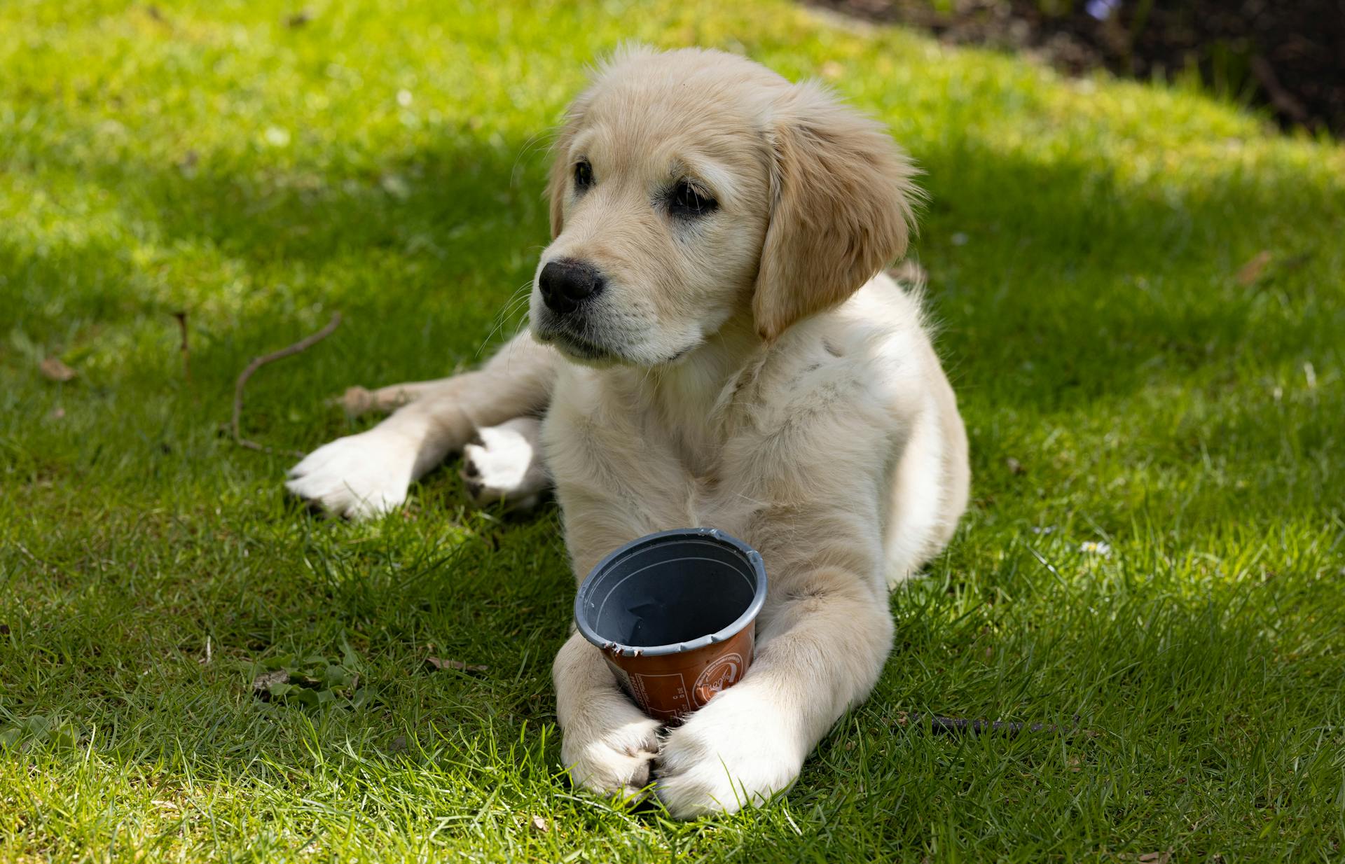 Adorable golden retriever puppy lying on green grass holding a cup.