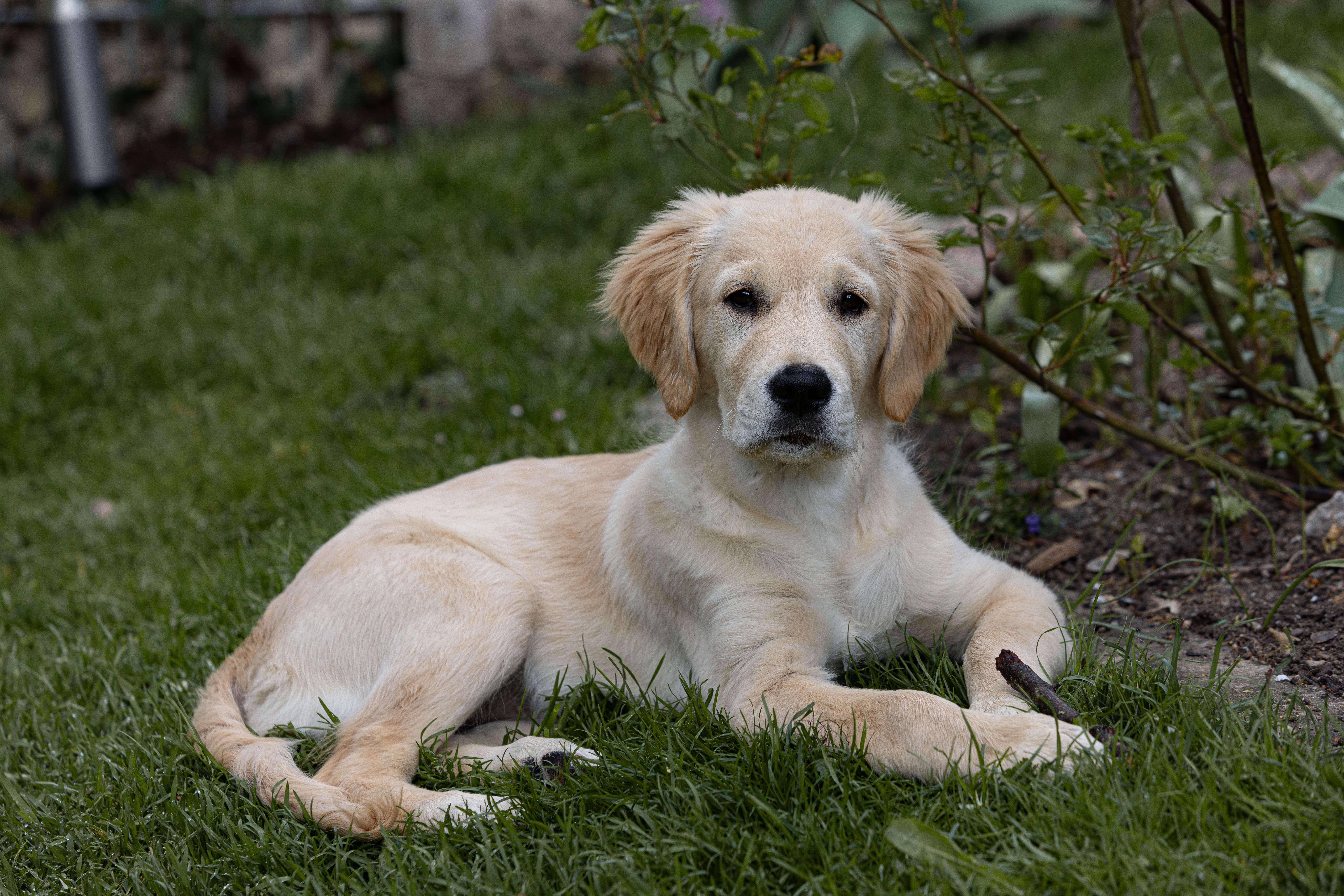 Adorable Golden Retriever Puppies for Sale in Montreal