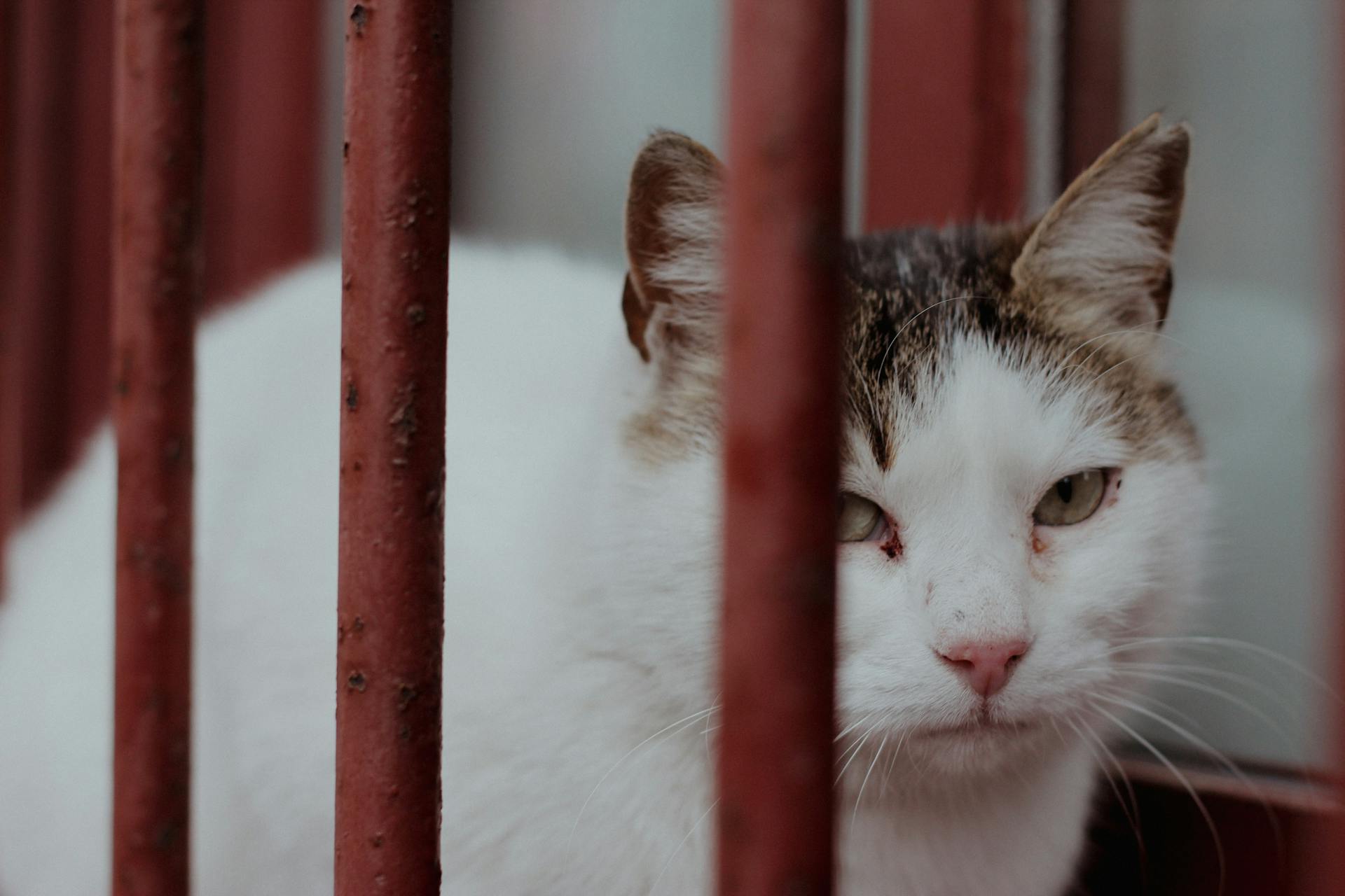 A close-up of a white and tabby cat peeking through red metal bars, with a solemn expression.