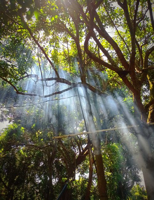 Free Sunbeams shining through a dense forest canopy in Indonesia, creating a serene and mystical atmosphere. Stock Photo