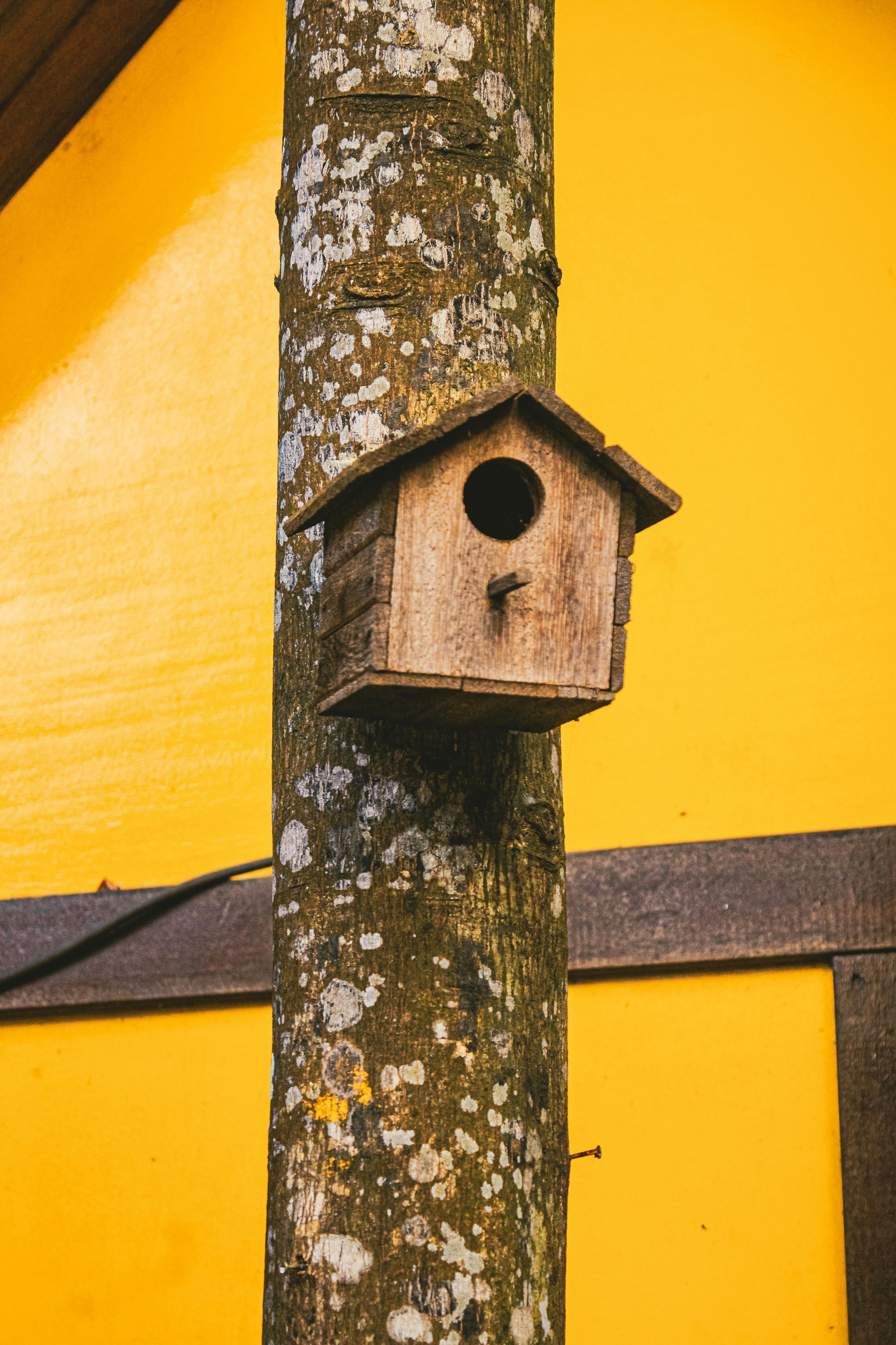 A rustic wooden birdhouse mounted on a tree against a yellow background.