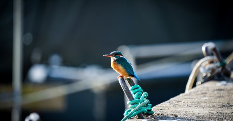 Martin Pêcheur : Habitat, Comportement et Protection