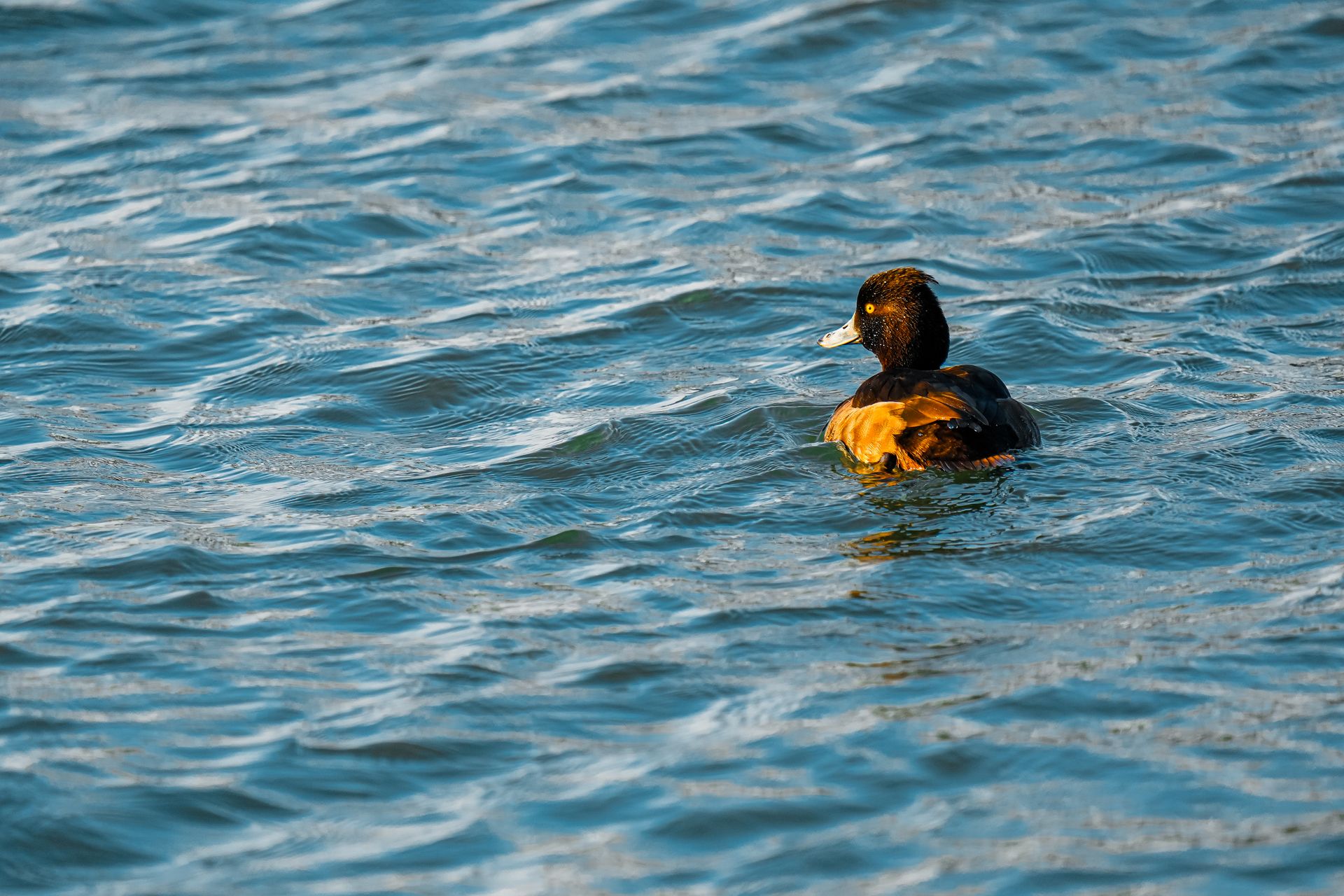 A duck gracefully drifts across shimmering blue waters, capturing serene aquatic beauty.