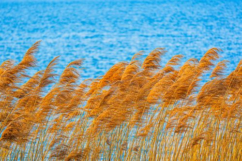 Free Golden reeds flutter in the breeze beside a tranquil blue lake under a sunny sky. Stock Photo
