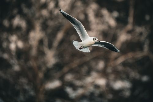 Free Graceful seagull flying with wings spread against a blurred nature backdrop. Stock Photo