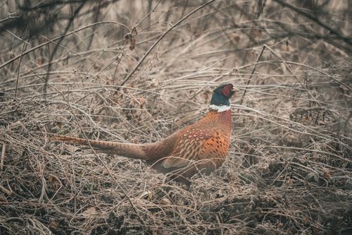 Free Colorful male pheasant among dry grass showcasing its vivid plumage in a natural setting. Stock Photo