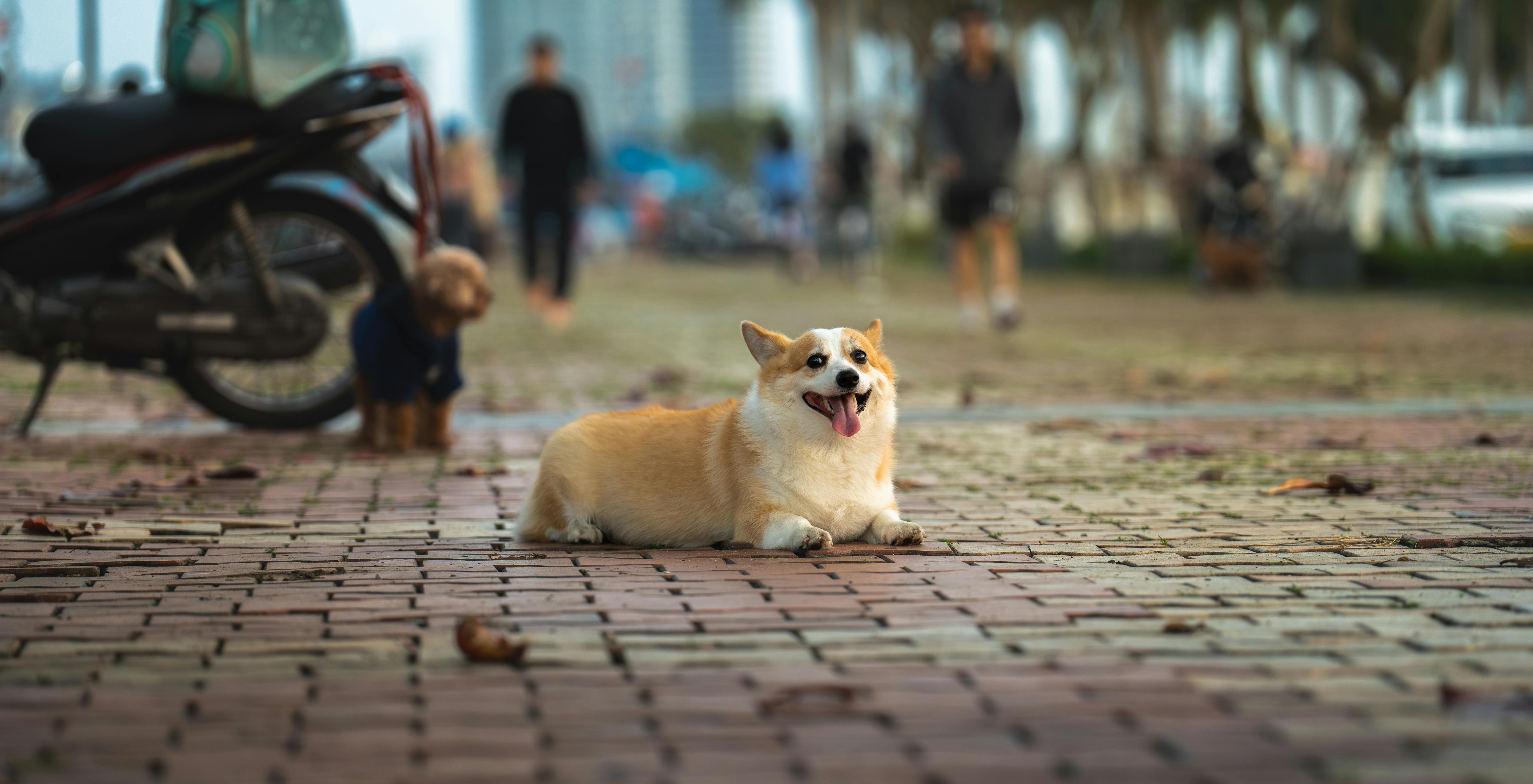 Διατροφή Welsh Corgi: Τι Τρώει & Πώς να Αποφύγετε την Παχυσαρκία
