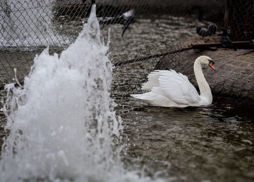 Free White swan gracefully swimming in a park pond with water fountain spray in foreground. Stock Photo