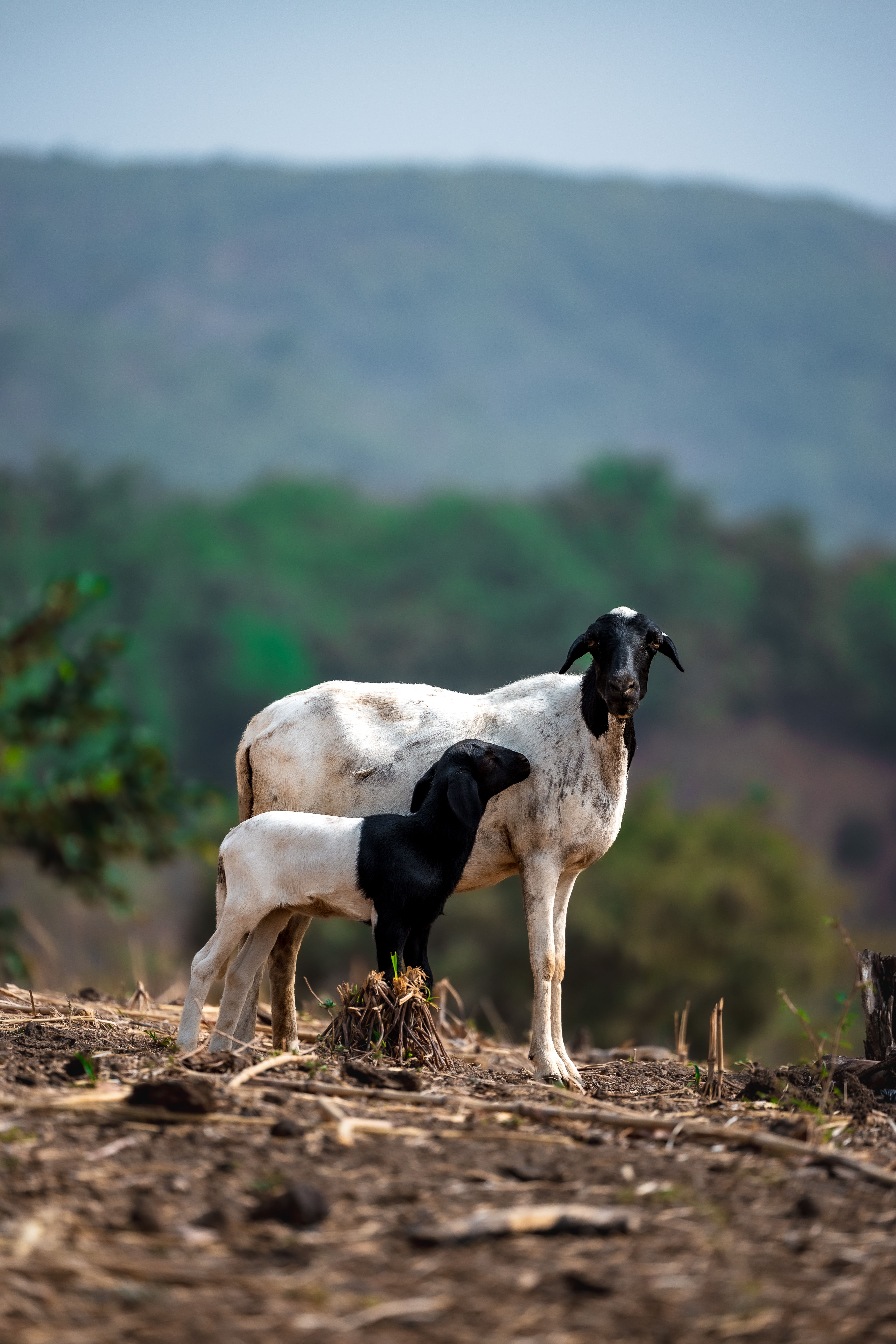 Nigerian Sheep Grazing in Scenic Landscape · Free Stock Photo