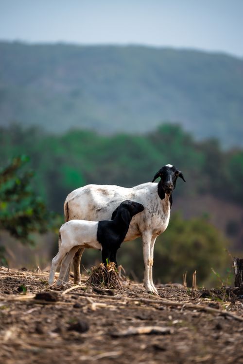 Free Two sheep graze peacefully against a verdant Nigerian hillside, showcasing rural life. Stock Photo