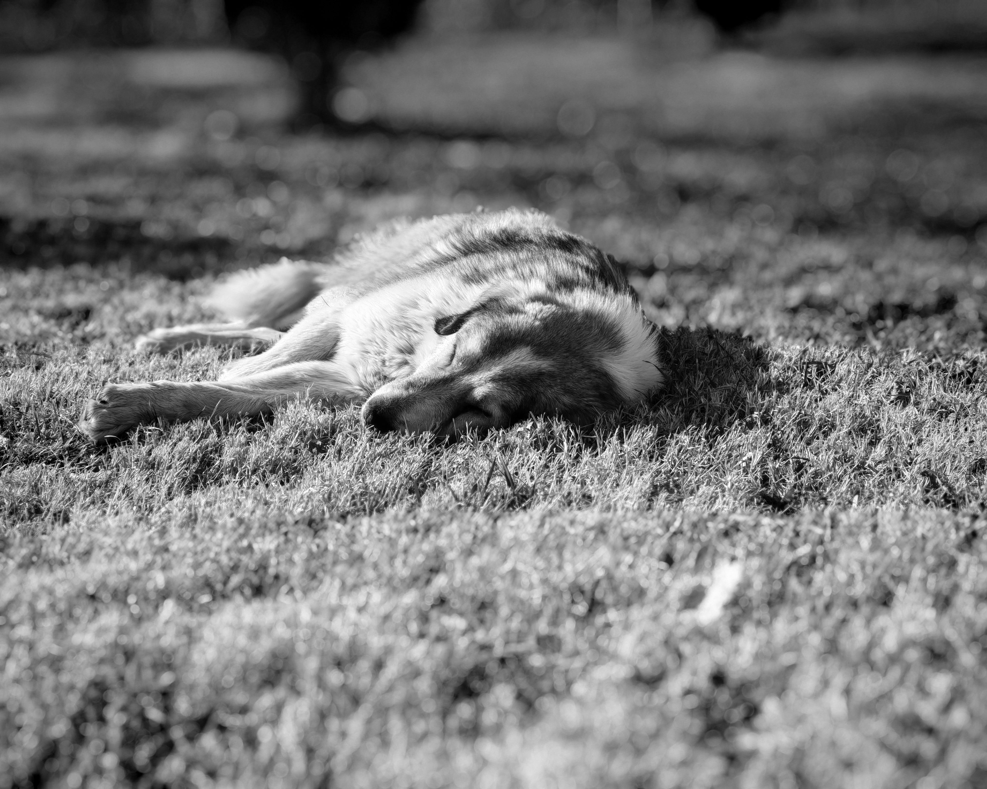 Black and White Sleeping Dog on Grass Lawn · Free Stock Photo