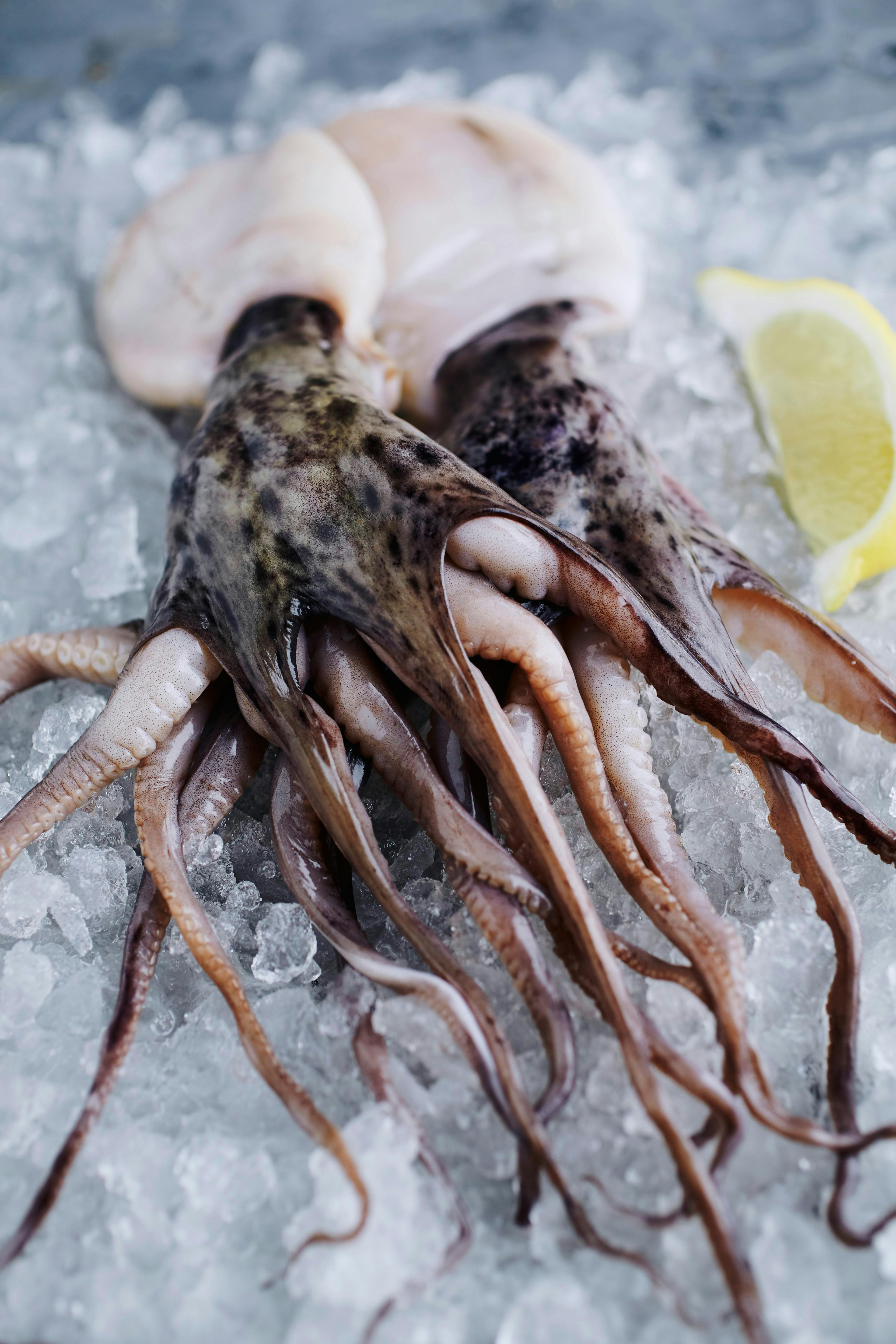 squid game sub indo drakorindo