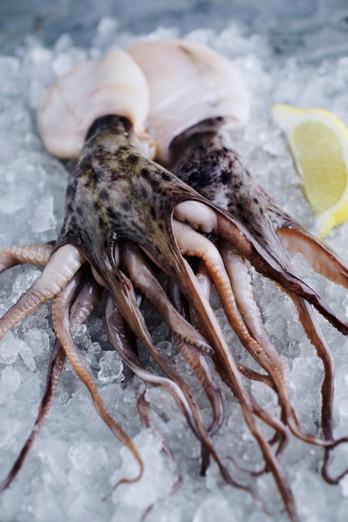 Free Closeup of fresh raw squid and lemon wedge on ice, perfect for gourmet seafood dishes. Stock Photo