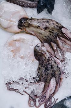 Closeup of raw octopus on ice at a seafood market, highlighting freshness and gourmet appeal.