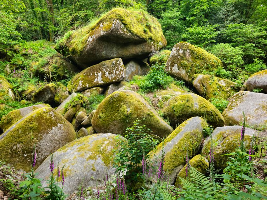 Moss-domed boulders in a shaded gully &mdash; photo by Friede Dia on Pexels