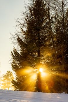 Sunbeams filtering through snowy pine trees at sunset.