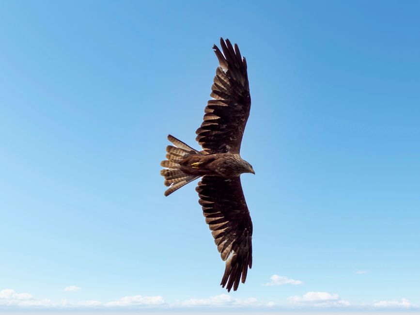 A majestic hawk soaring with wings fully spread against blue sky`