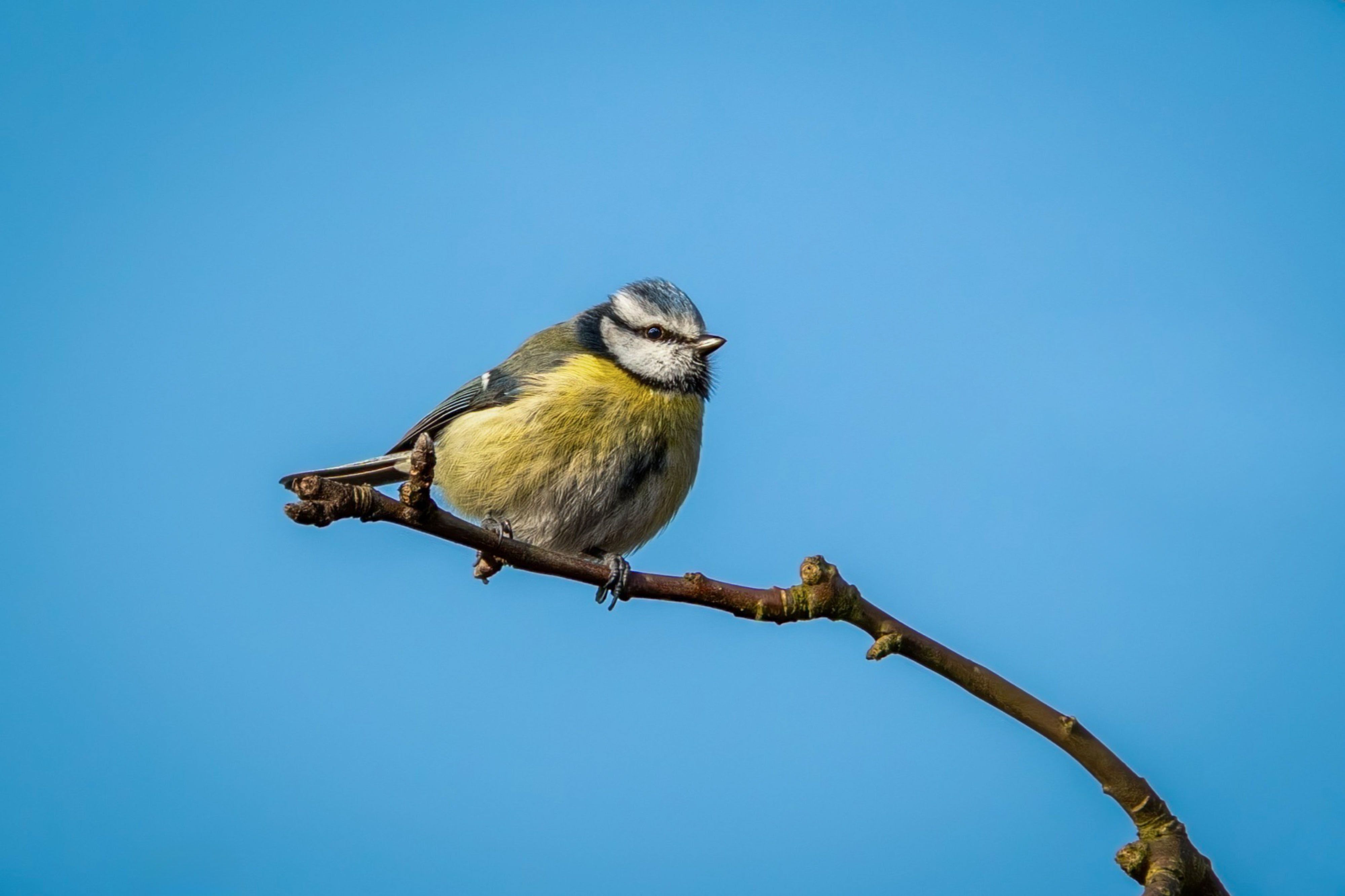 close-up-of-a-blue-tit-perched-on-a-branch-free-stock-photo